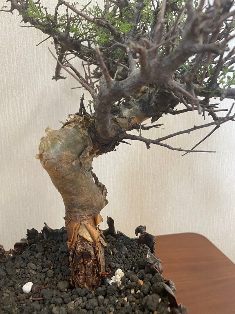 大株　コミフォラ　ピンネイトリーブス　平井秀