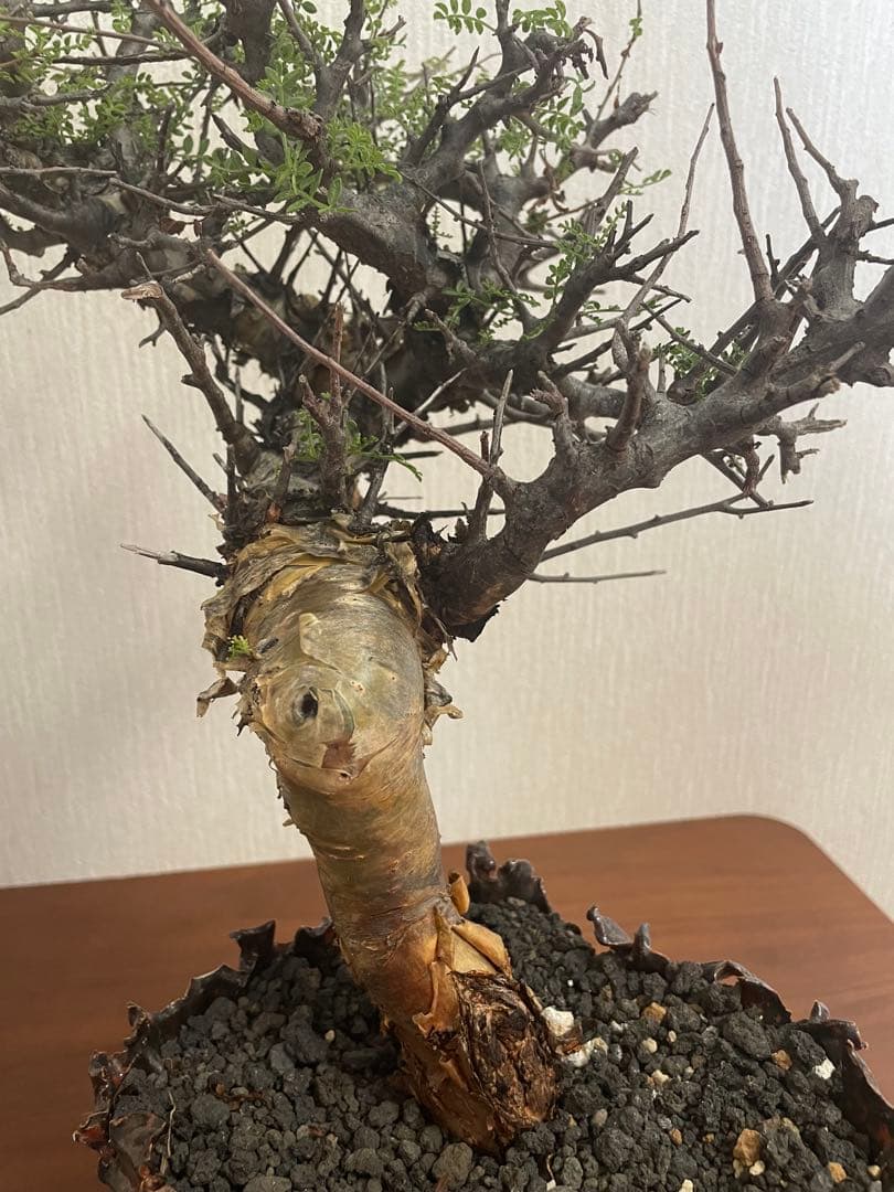 大株　コミフォラ　ピンネイトリーブス　平井秀