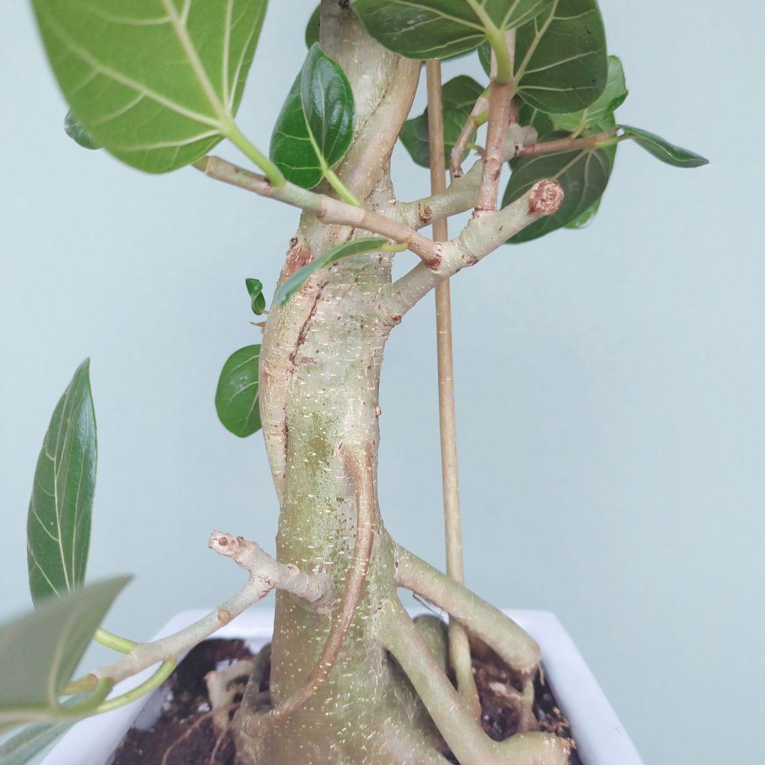 《 現品 》人気!根上り ベンガレンシス 太幹 おしゃれな贈り物７号