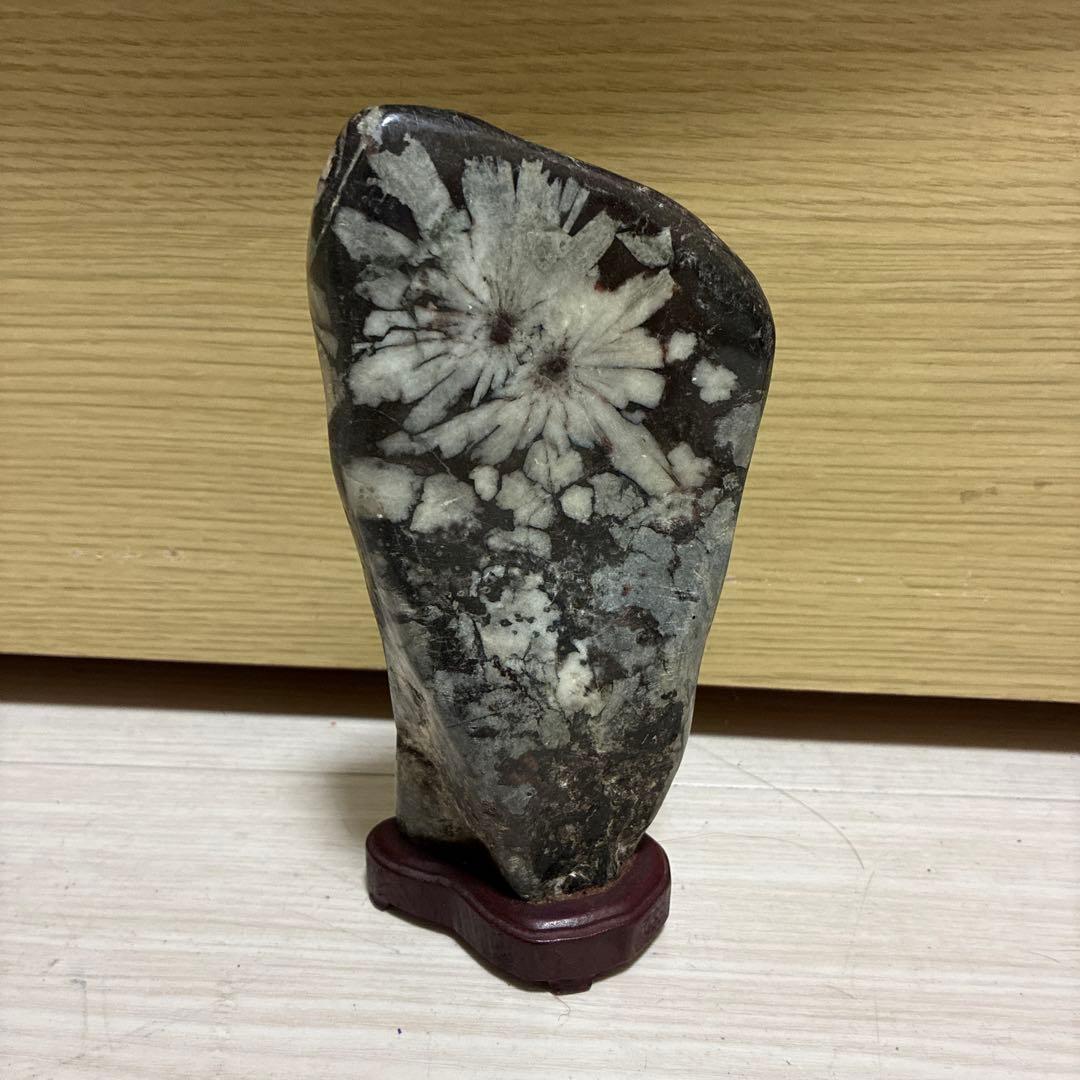 【極美品】★ 鑑賞石　菊花石　水石　盆石