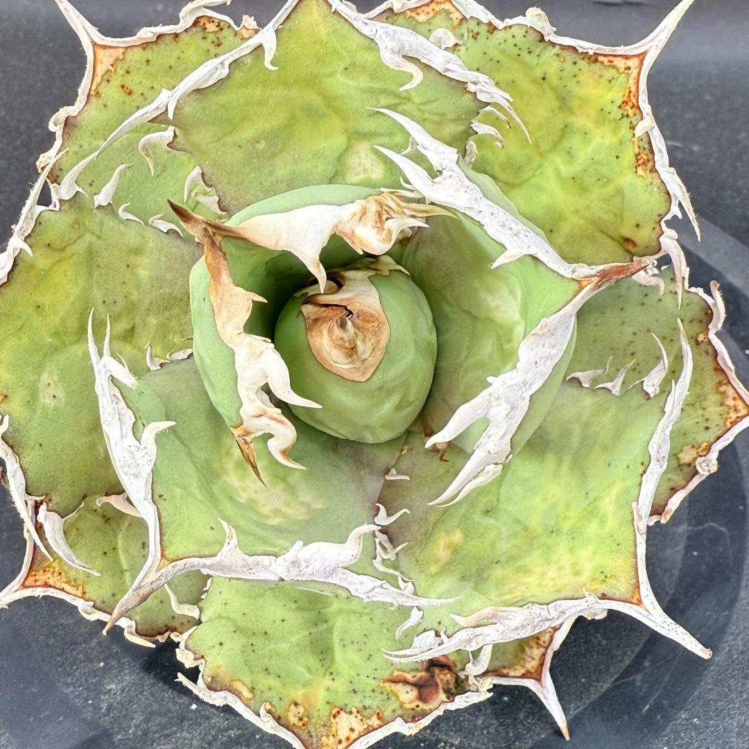 アガベ　チタノタ　ホワイトホーク　親株②