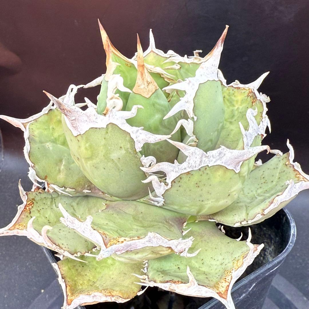 アガベ　チタノタ　ホワイトホーク　親株②
