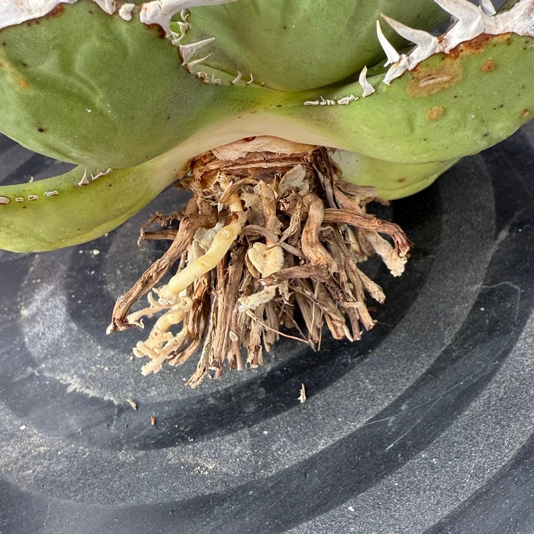 アガベ　チタノタ　ホワイトホーク　親株②