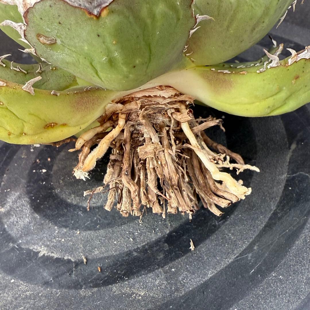 アガベ　チタノタ　ホワイトホーク　親株②