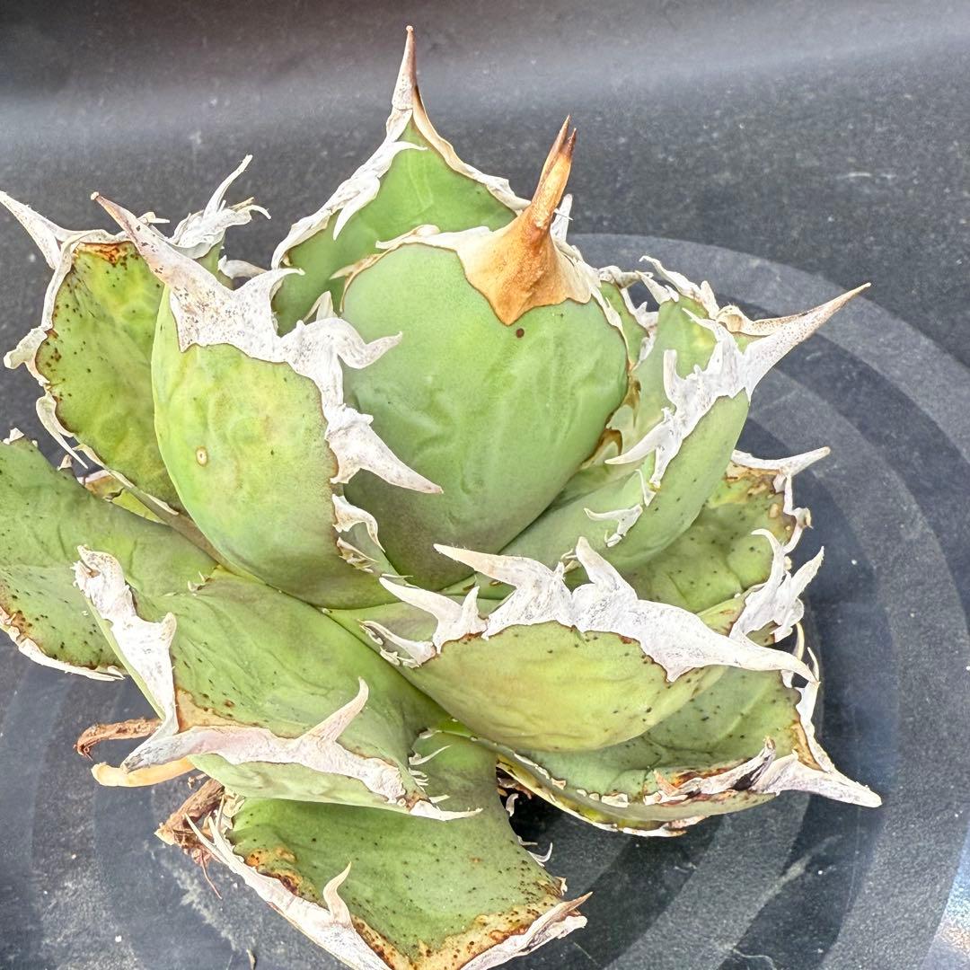 アガベ　チタノタ　ホワイトホーク　親株②