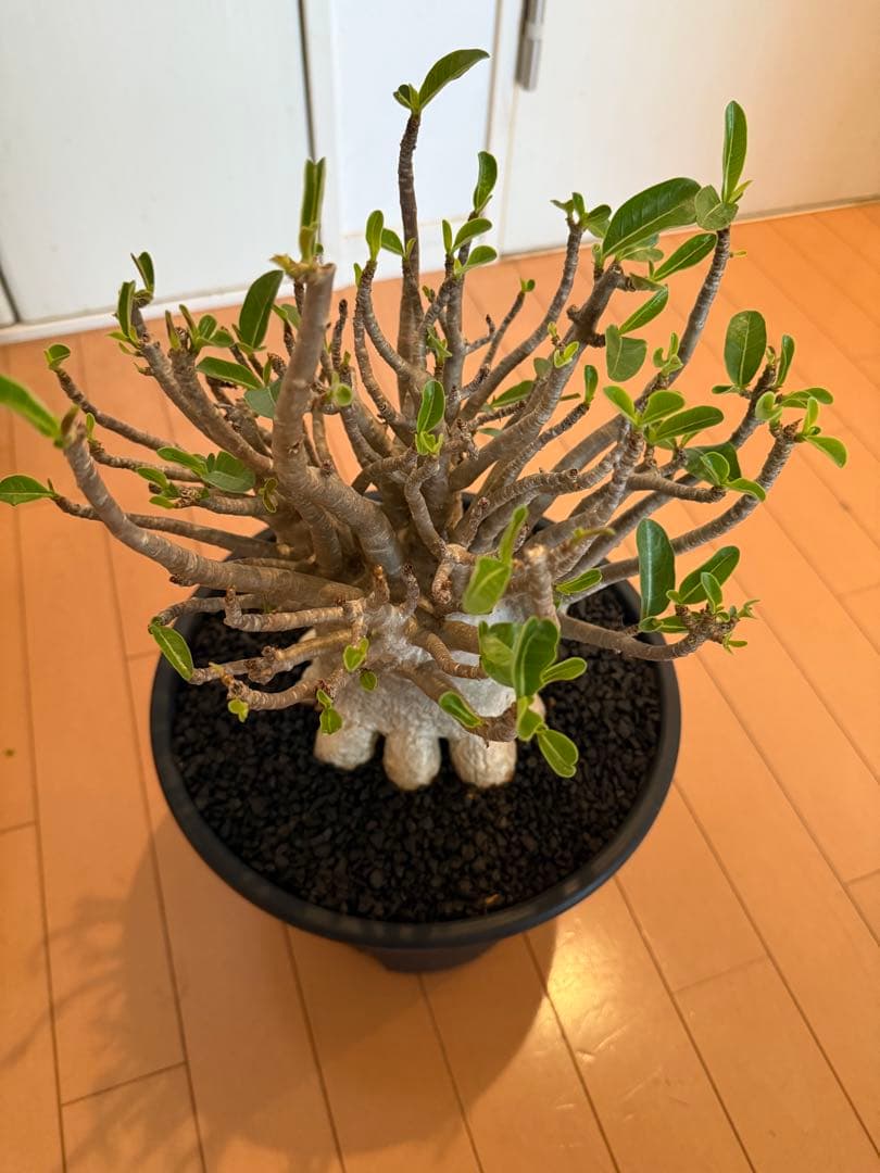 極上個体！アデニウム　ソコトラナム　メデューサ
