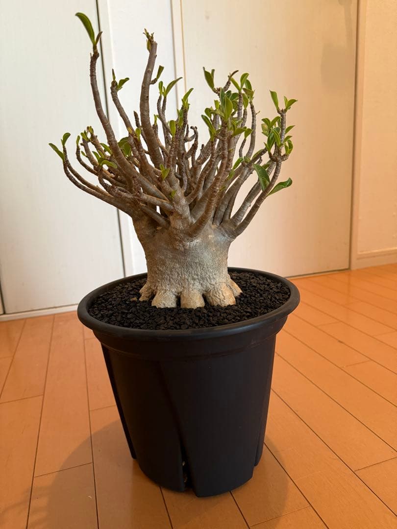 極上個体！アデニウム　ソコトラナム　メデューサ