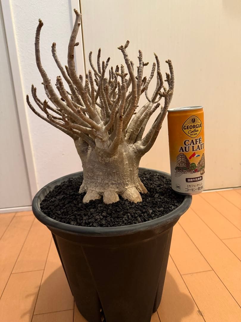 極上個体！アデニウム　ソコトラナム　メデューサ