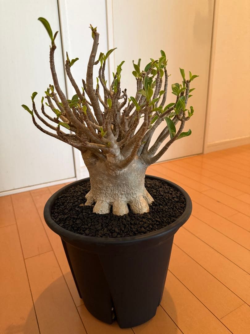 極上個体！アデニウム　ソコトラナム　メデューサ