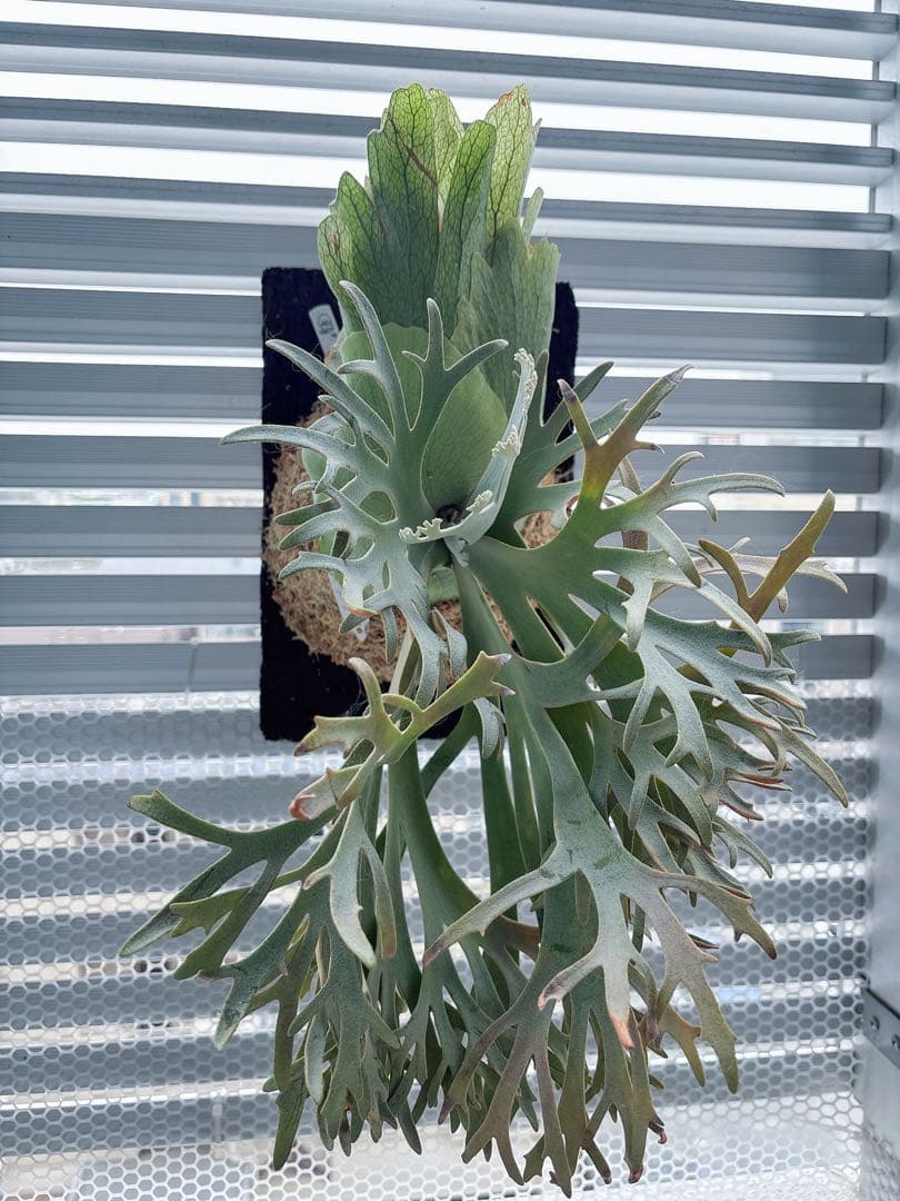 willinckii OMG×Nano spore dwarf ビカクシダ - メルカリ