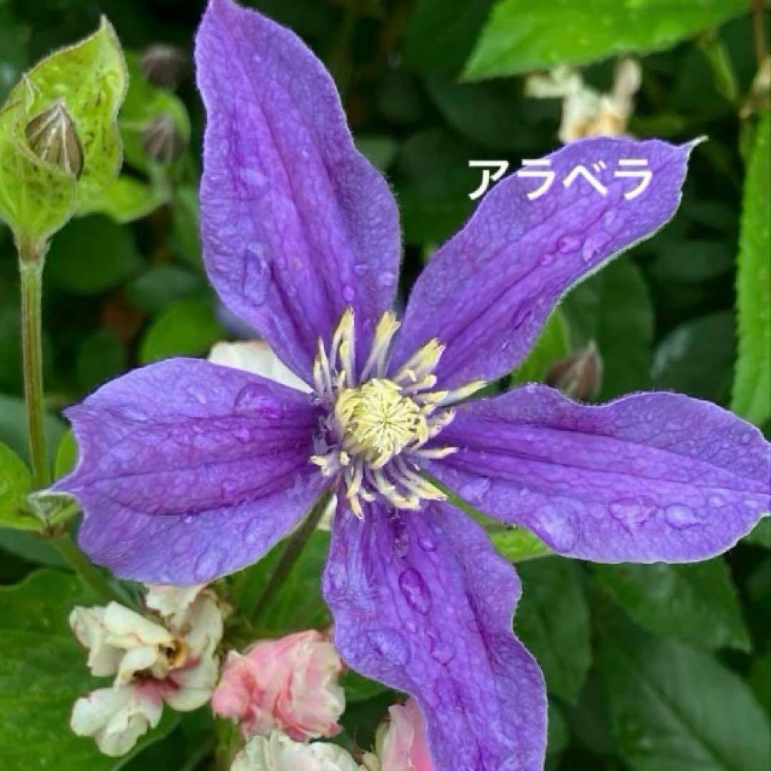 クレマチス 挿し穂 6本セットネコポス便発送