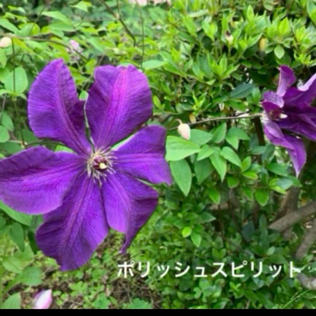 クレマチス 挿し穂 6本セットネコポス便発送