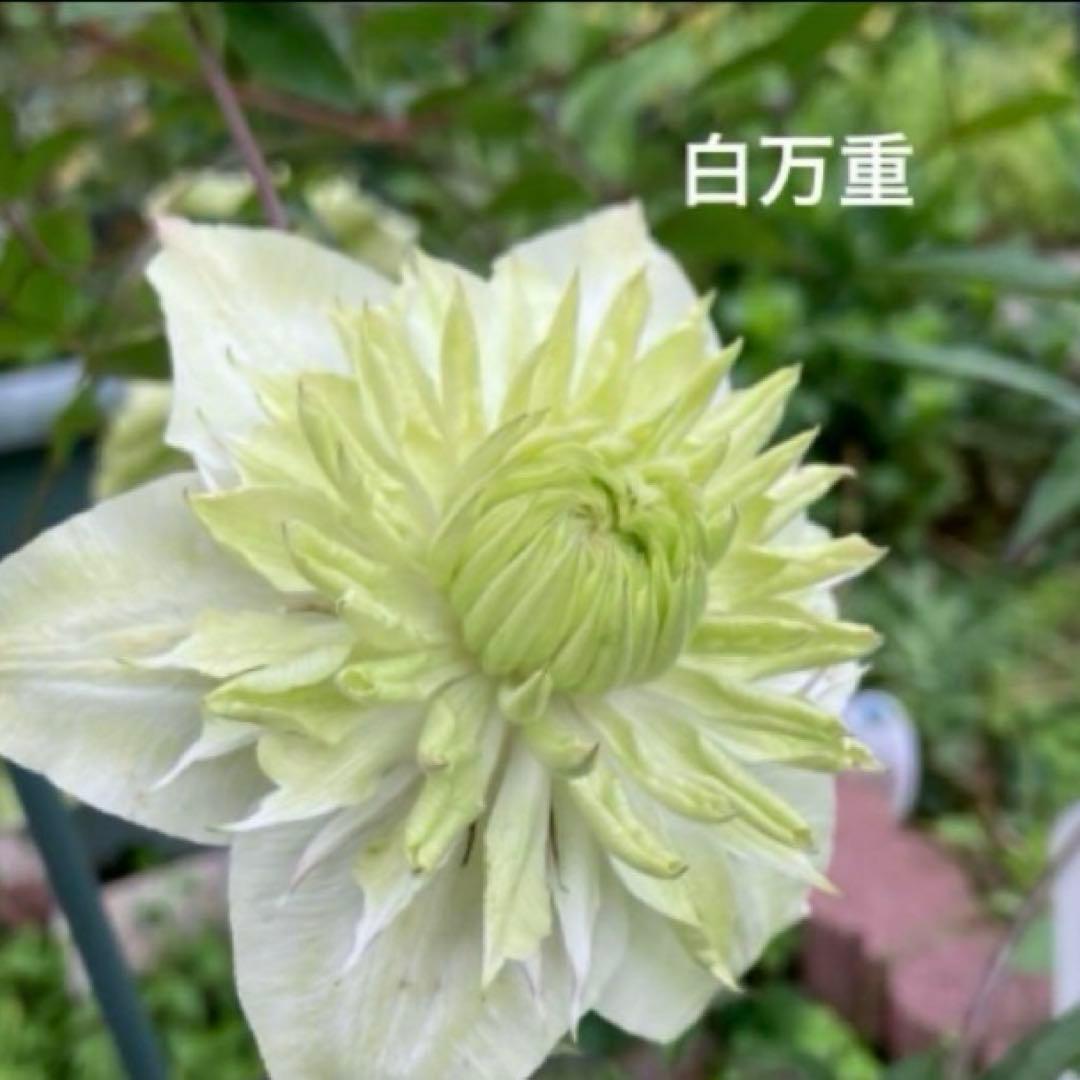 クレマチス 挿し穂 6本セットネコポス便発送