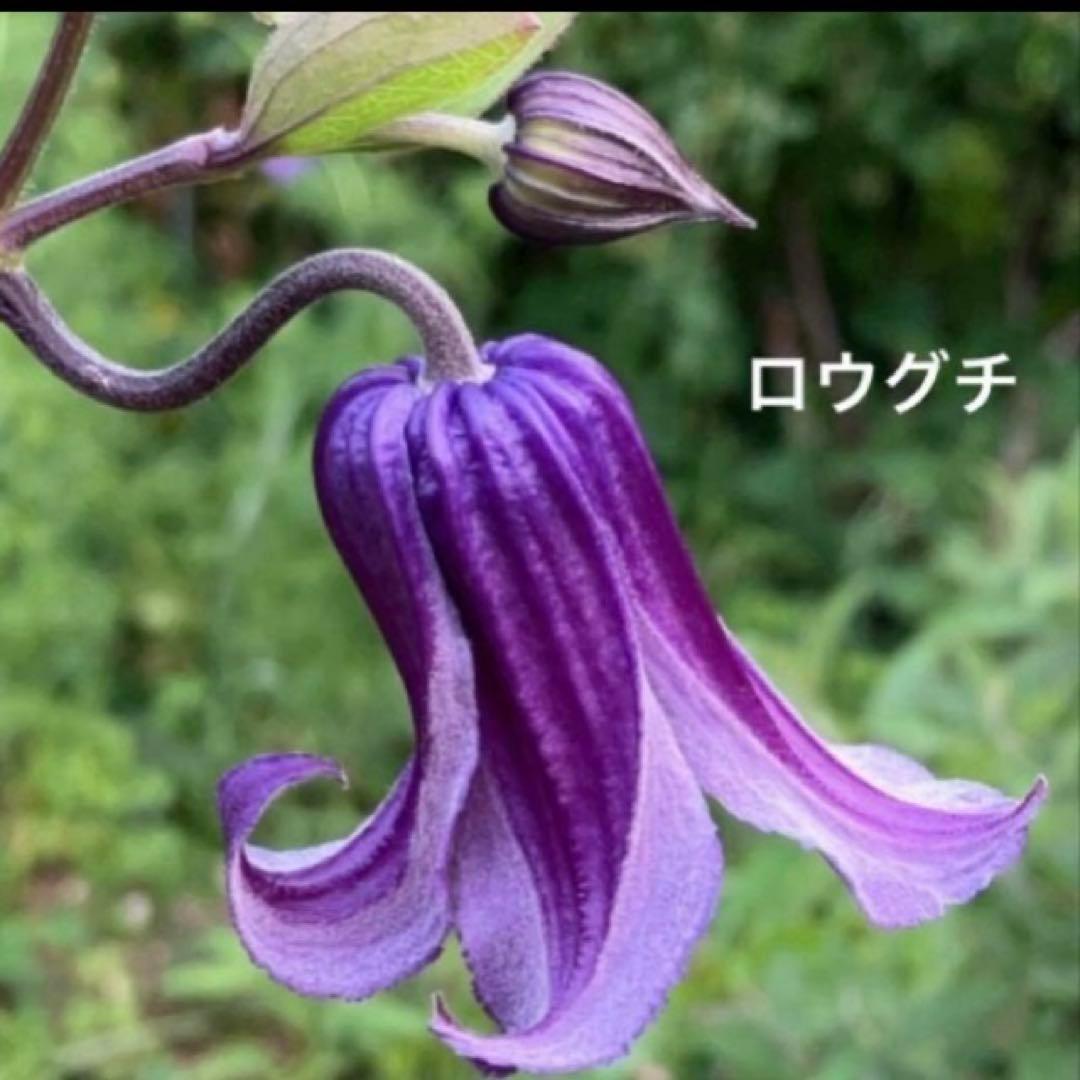 クレマチス 挿し穂 6本セットネコポス便発送