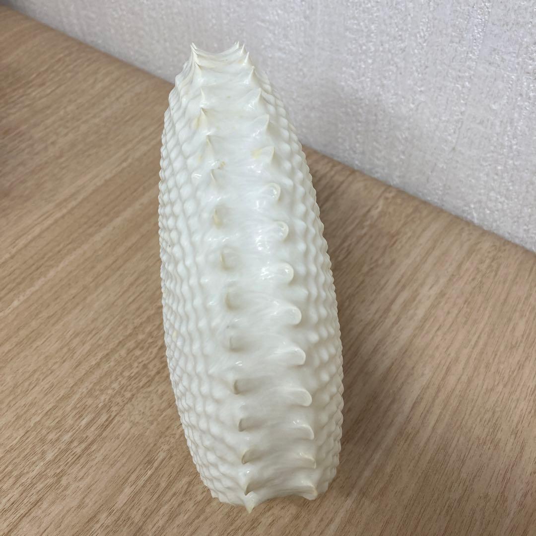 レア品　チリメンアオイガイ　貝殻　置物