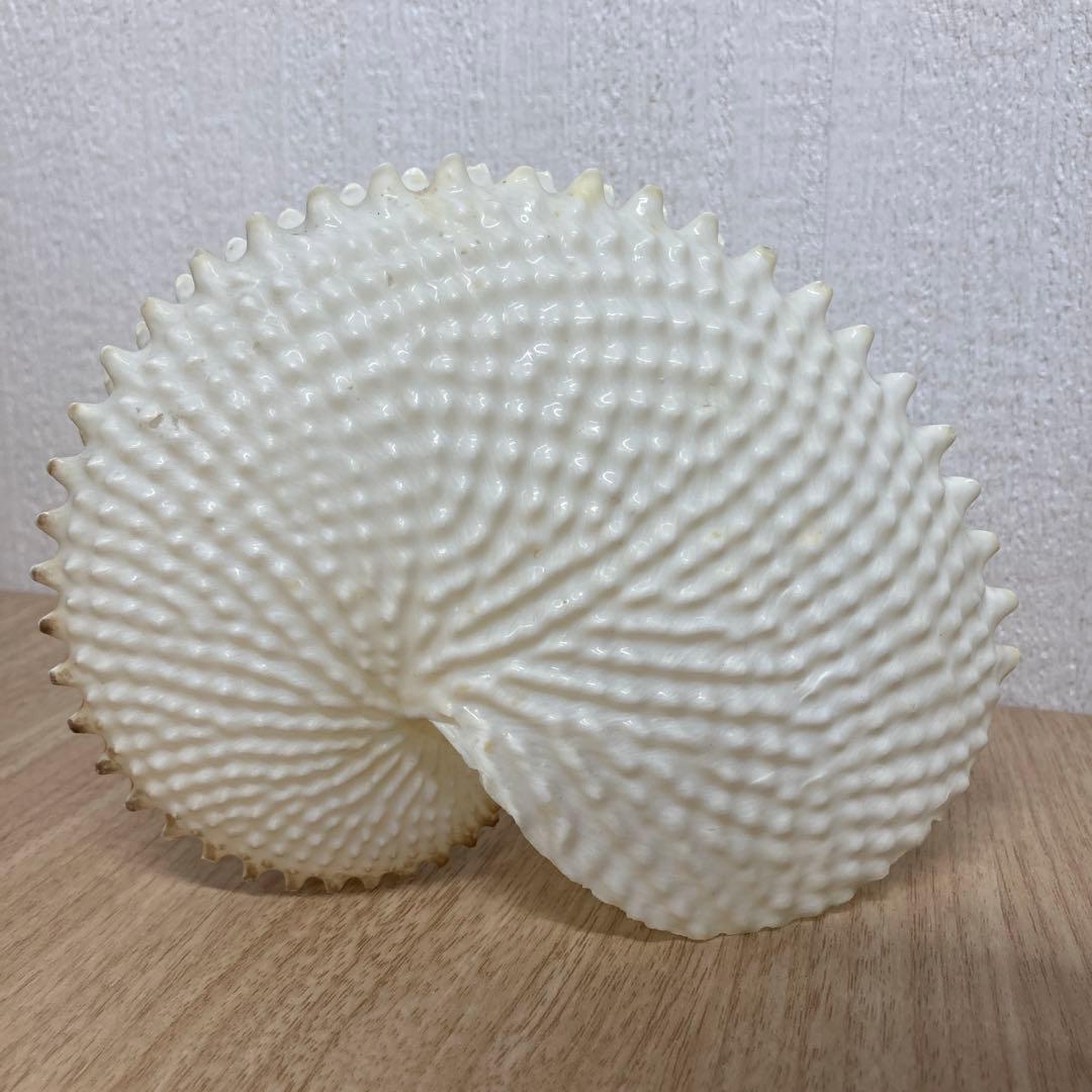 レア品　チリメンアオイガイ　貝殻　置物