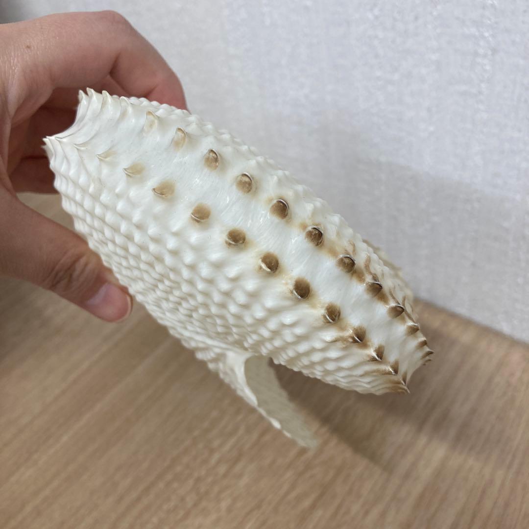 レア品　チリメンアオイガイ　貝殻　置物