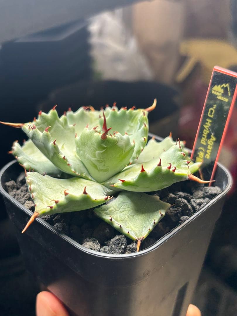 ソ*ー様 【発根済】CJハイブリッド(甲蟹交種) - メルカリ