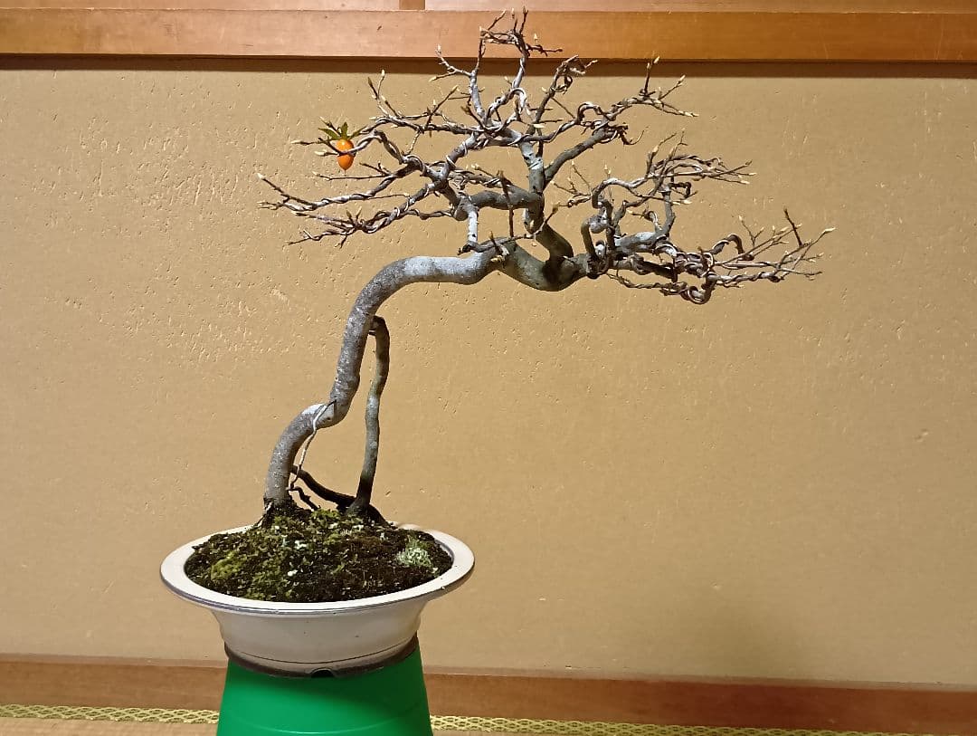 ‼️展示会出品可能‼️老爺柿盆栽‼️ 　　　‼️再値下げ‼️