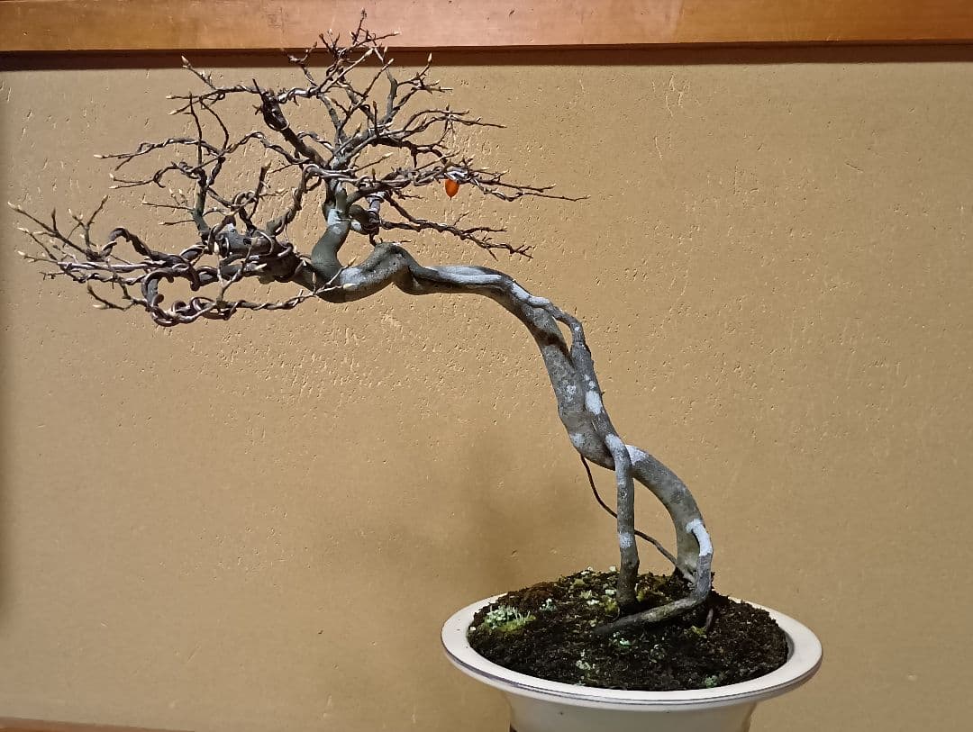 ‼️展示会出品可能‼️老爺柿盆栽‼️ 　　　‼️再値下げ‼️