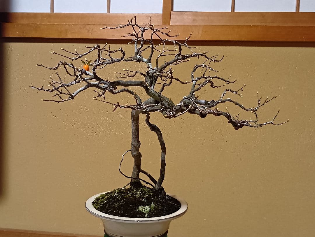 ‼️展示会出品可能‼️老爺柿盆栽‼️ 　　　‼️再値下げ‼️