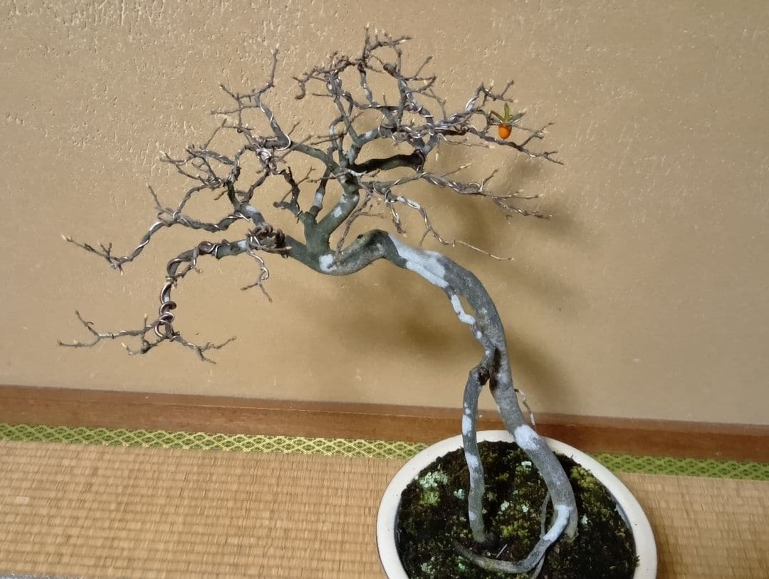 ‼️展示会出品可能‼️老爺柿盆栽‼️ 　　　‼️再値下げ‼️