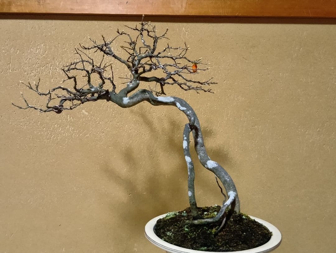 ‼️展示会出品可能‼️老爺柿盆栽‼️ 　　　‼️再値下げ‼️