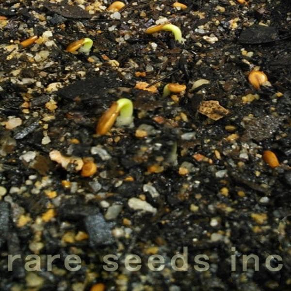 こてつさま専用♪