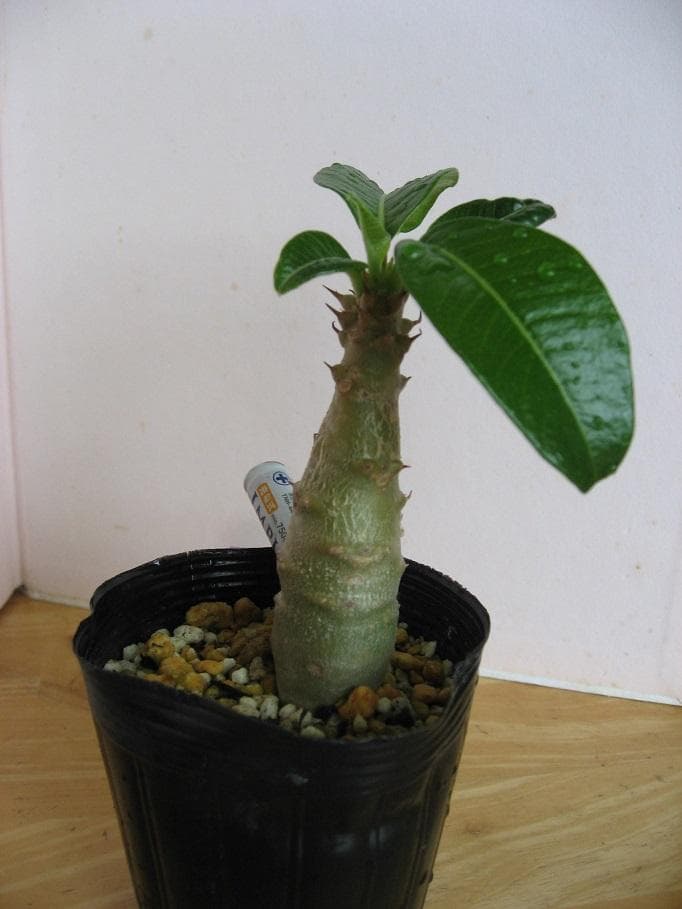 こてつさま専用♪