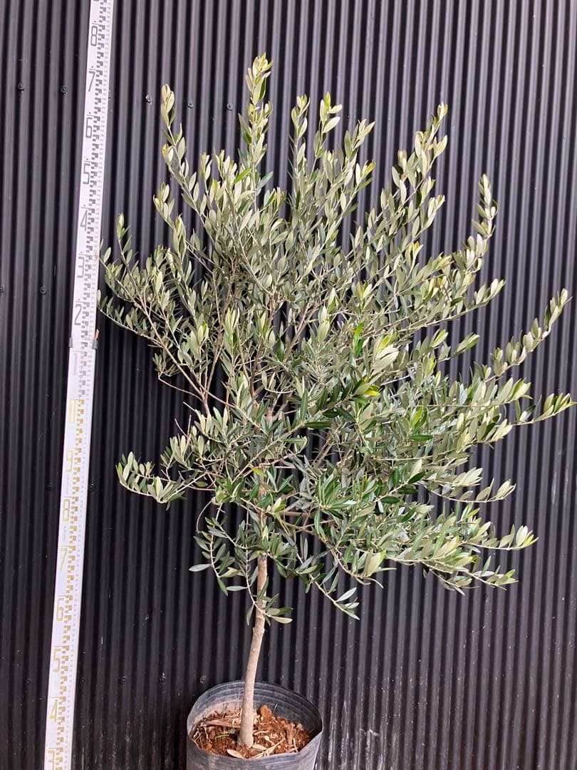 オリーブの木 カヨンヌ - メルカリ