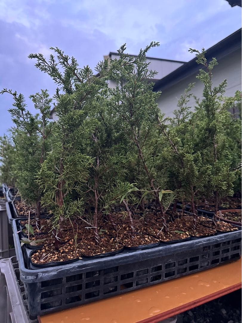 糸魚川真柏　100本セット　苗　苗木　小品盆栽　種　盆栽素材　接木素材