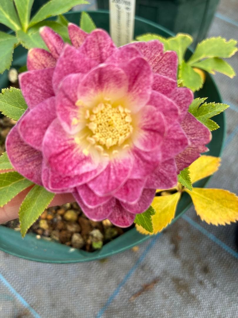 クリスマスローズ 加藤農園 オーレア 6寸 - メルカリ