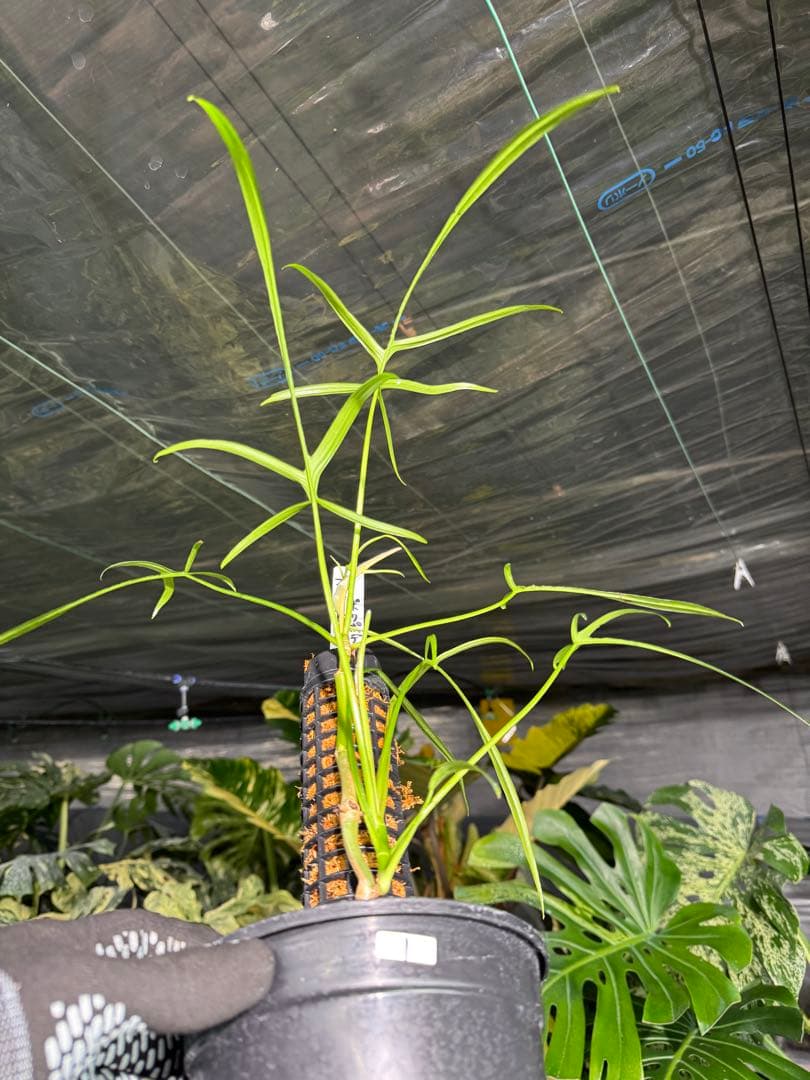 ハ*ク様 1 フィロデンドロン ポリポディオイデス　鉢モスポール付き