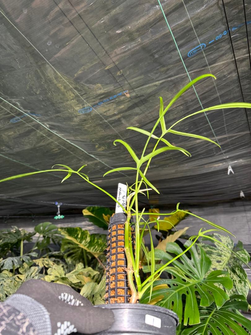 ハ*ク様 1 フィロデンドロン ポリポディオイデス　鉢モスポール付き