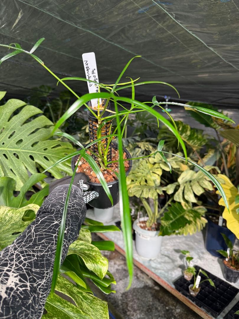 ハ*ク様 1 フィロデンドロン ポリポディオイデス　鉢モスポール付き