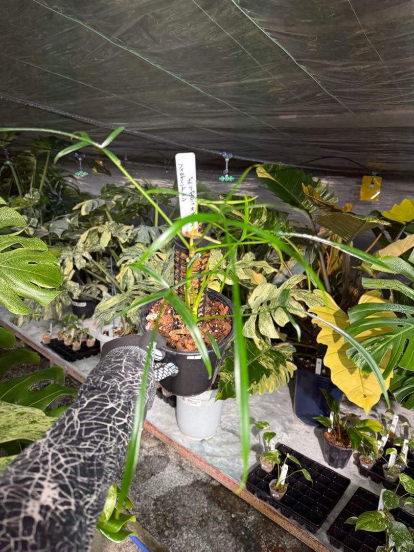 ハ*ク様 1 フィロデンドロン ポリポディオイデス　鉢モスポール付き