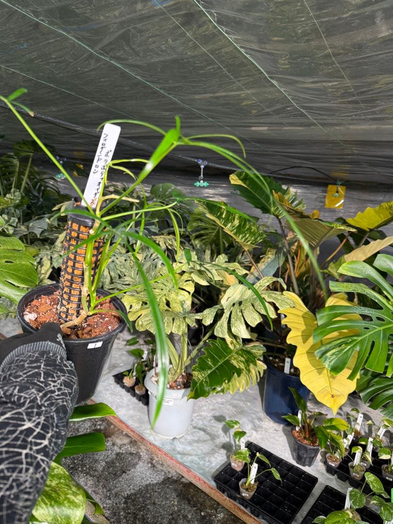 ハ*ク様 1 フィロデンドロン ポリポディオイデス　鉢モスポール付き