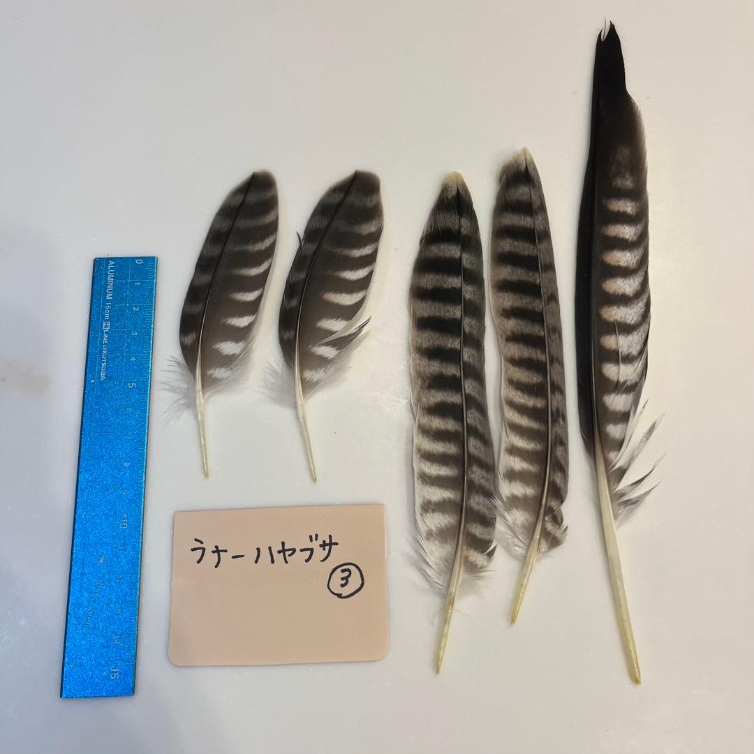 ハヤブサ 羽根 セット ③ - メルカリ