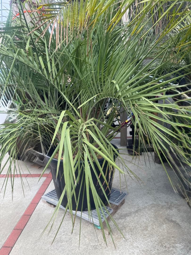 ココスヤシ 3本株立ち 引き取りor着払い限定