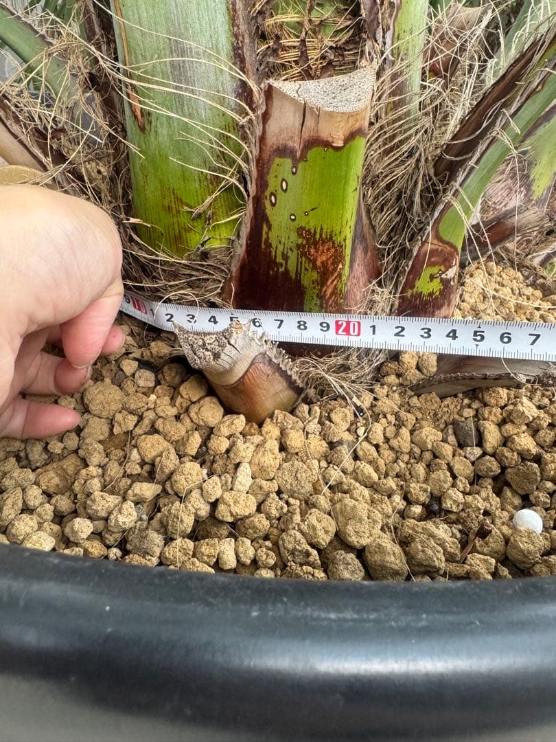 ココスヤシ 3本株立ち 引き取りor着払い限定