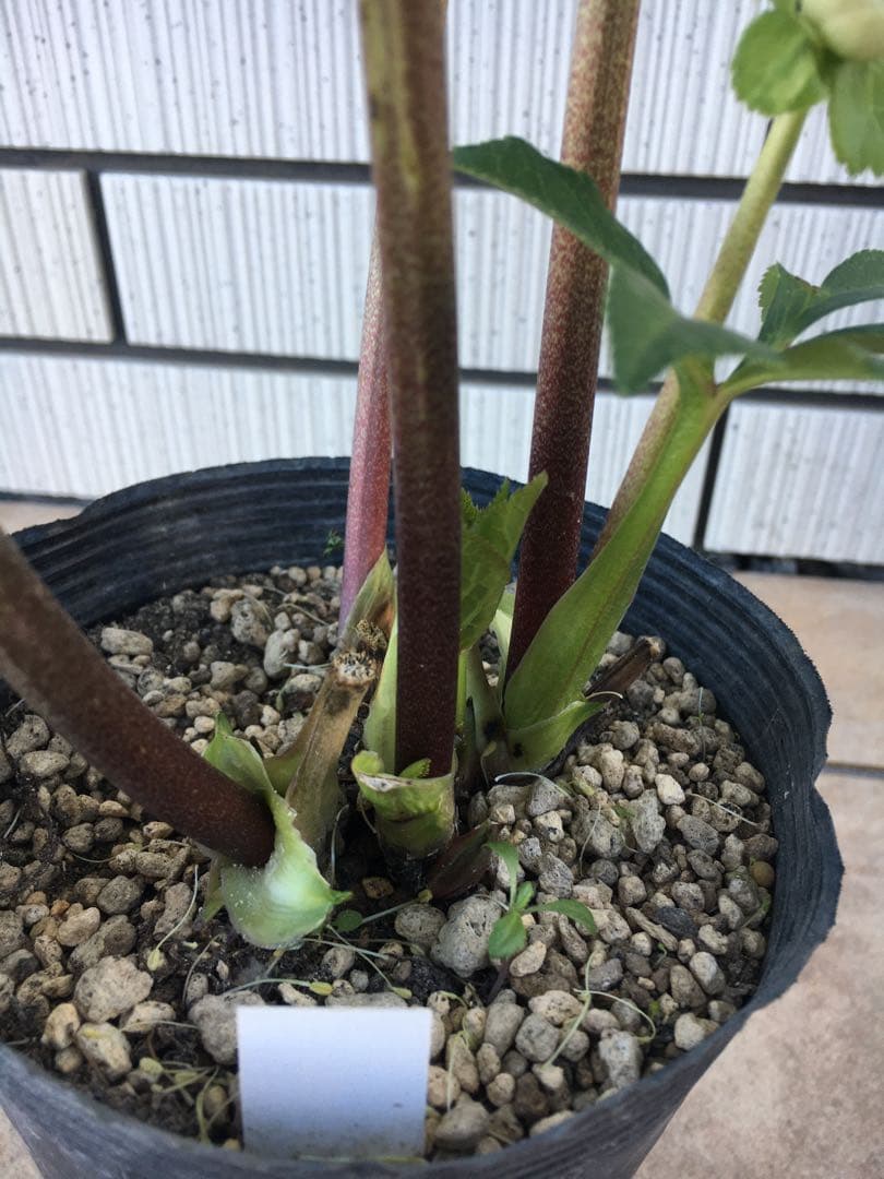 認定株ホワイトアフロディーテ クリスマスローズ 加藤農園 成熟株