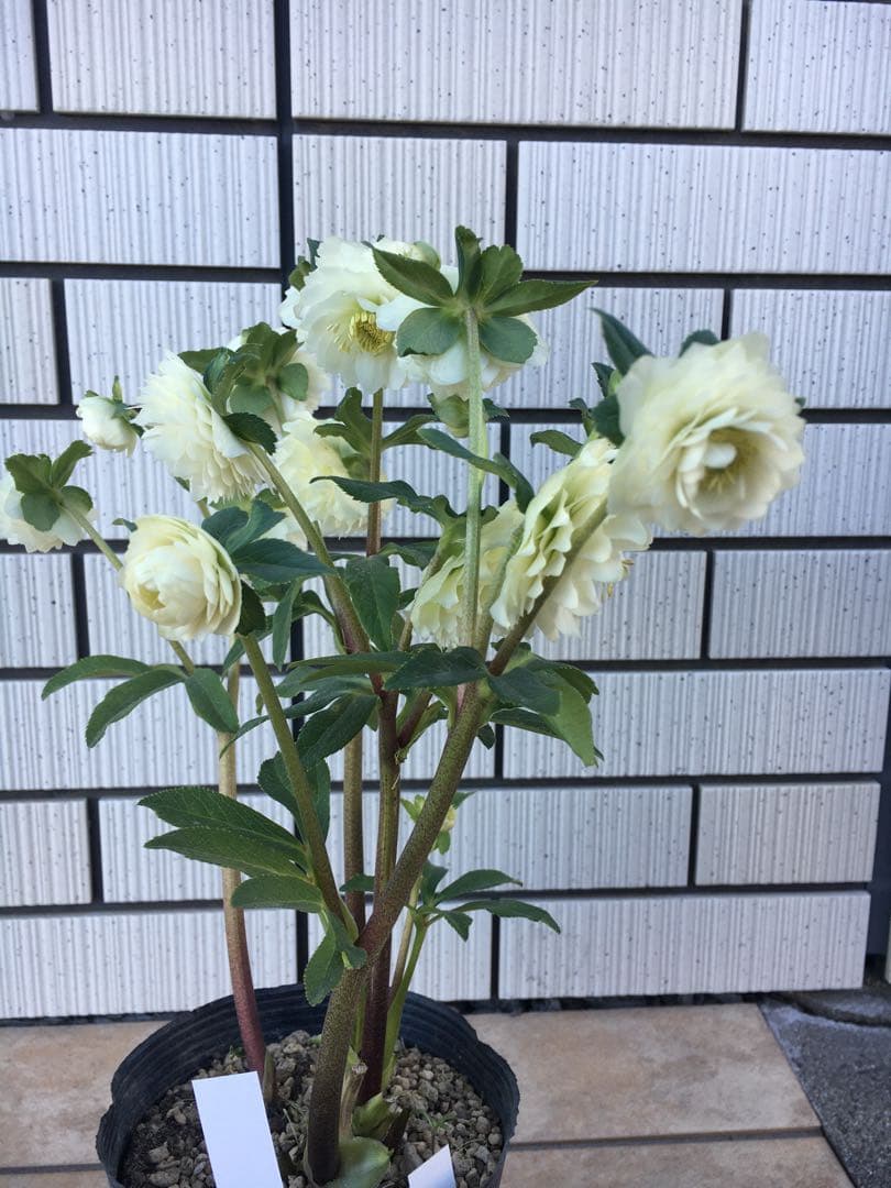 認定株ホワイトアフロディーテ クリスマスローズ 加藤農園 成熟株