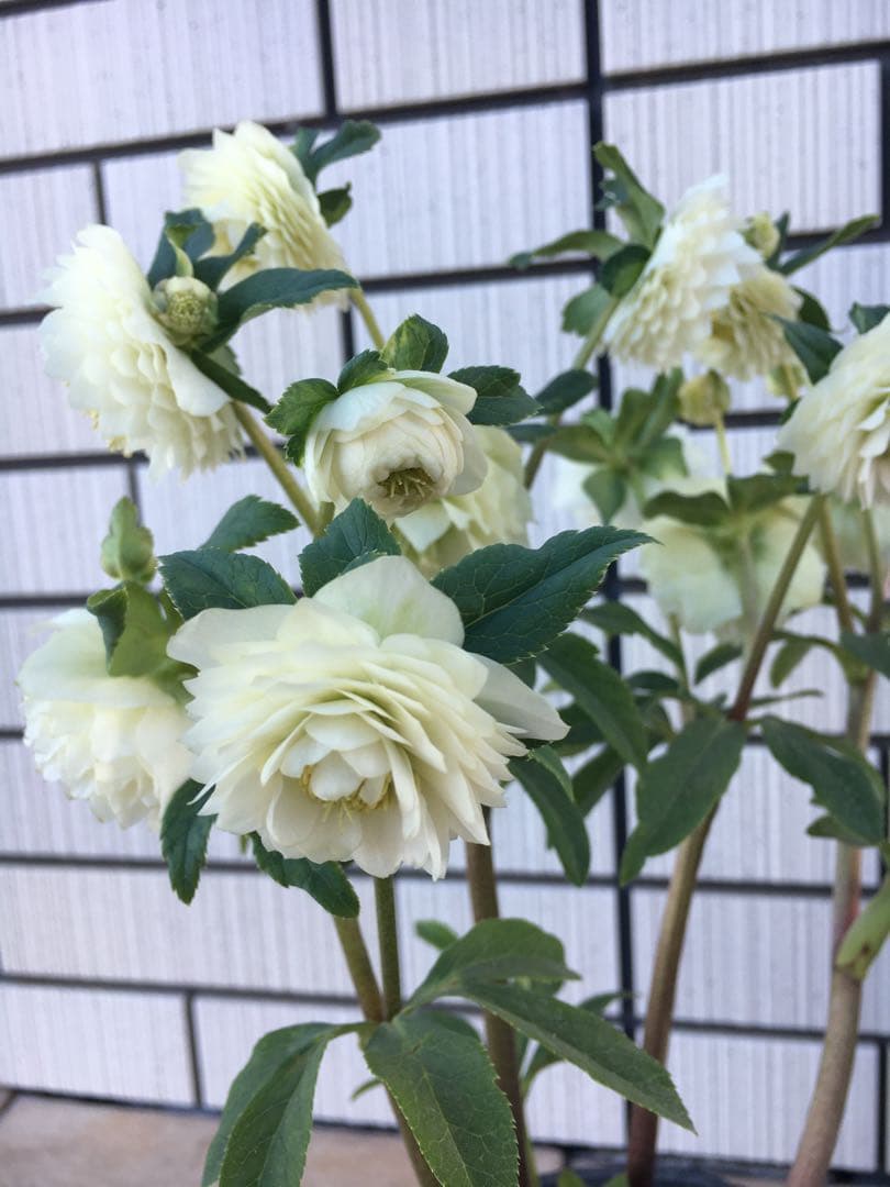 認定株ホワイトアフロディーテ クリスマスローズ 加藤農園 成熟株