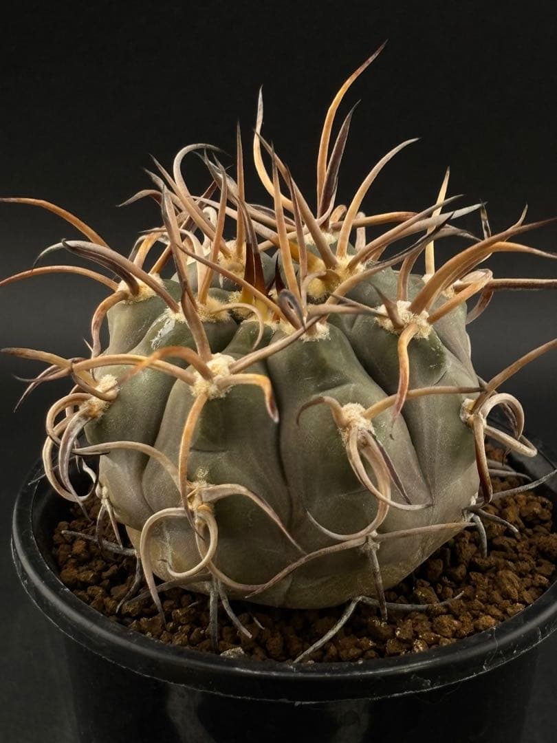 ギムノカリキウム 守金魔天竜 実生 - メルカリ