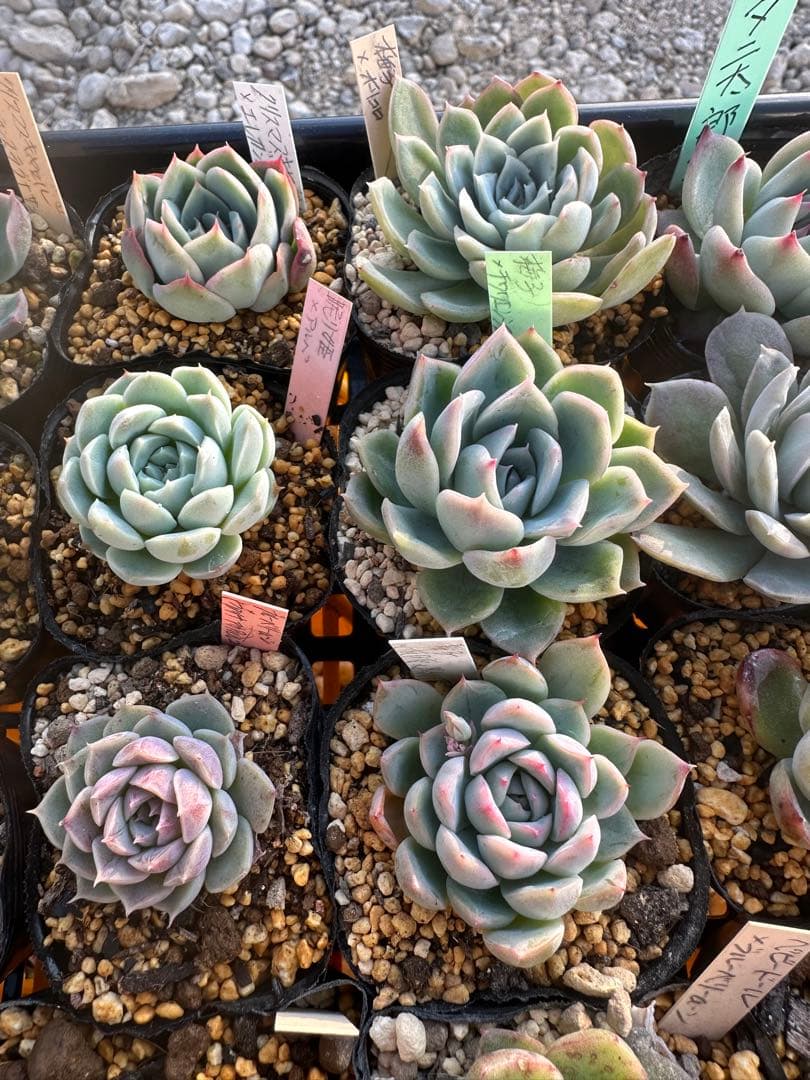 多肉植物セット☆メルカリ便匿名配送