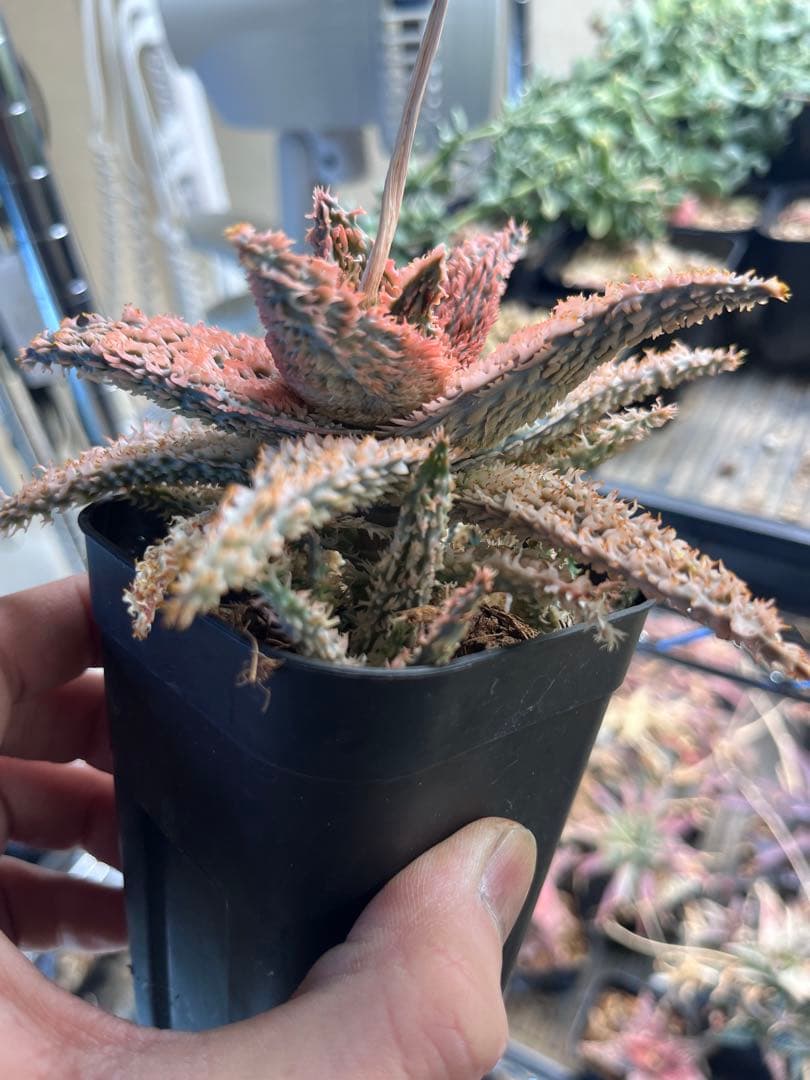 Aloe Tempura親株　アロエ テンプラ　ロウルサンコ株