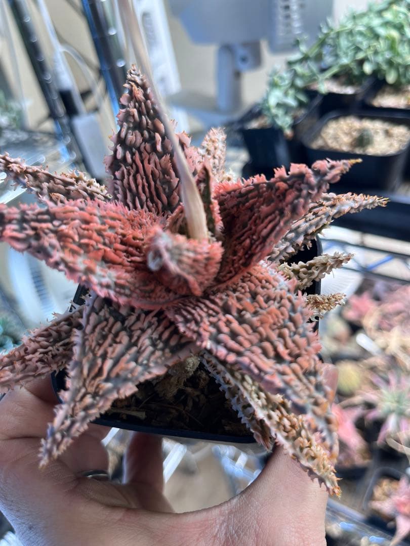 Aloe Tempura親株　アロエ テンプラ　ロウルサンコ株