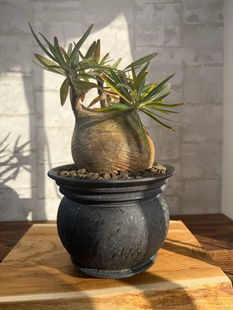 まん丸　パキポディウム　グラキリス　コレクション株　山中勇人