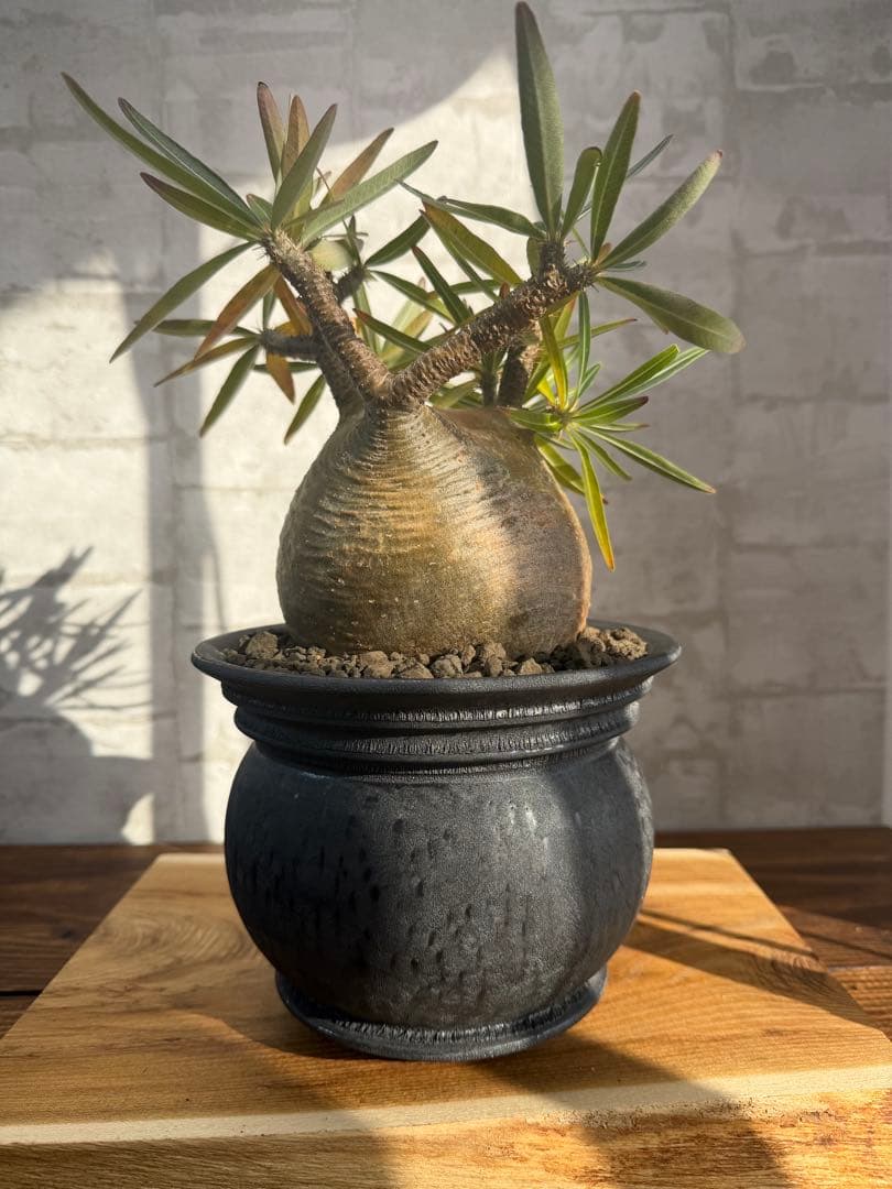 まん丸　パキポディウム　グラキリス　コレクション株　山中勇人