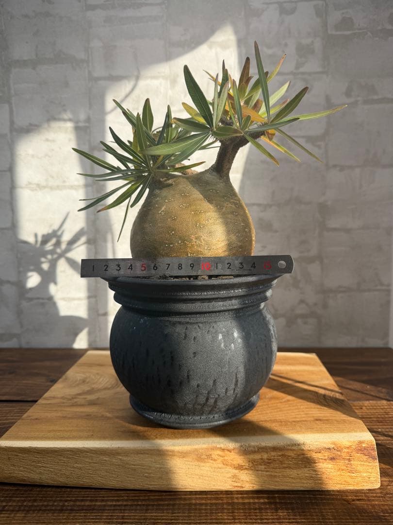 まん丸　パキポディウム　グラキリス　コレクション株　山中勇人